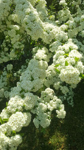 pyracantha coccinea -red