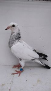 vandut