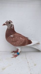 vandut