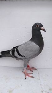 vandut