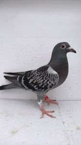 vandut