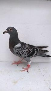 vandut