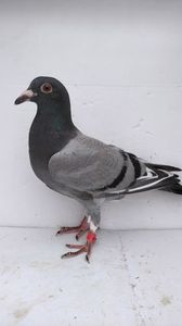 vandut