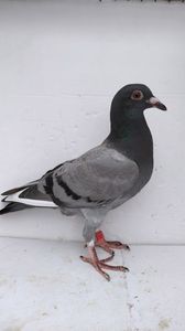 vandut