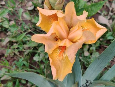 Obligato (abia deschis)
