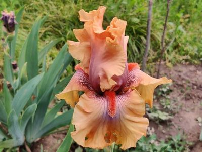 Amber essence (abia deschis)