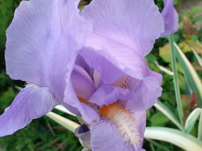 Variegata