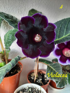 Violacea(23-05-2022)