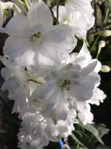 delphinium