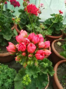 Red Pandora