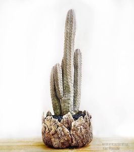 Euphorbia abdelkuri
