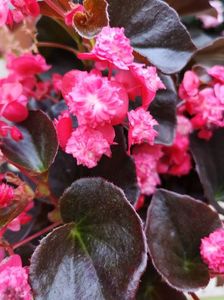 Begonia dubla