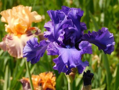 Purple Ritz