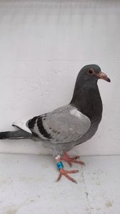 vandut