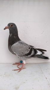 vandut