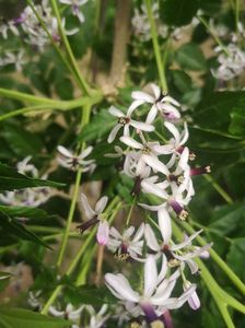 Chinaberry tree