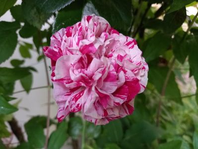 Variegata di Bologna