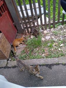 3 pisoiași abandonați din păcate