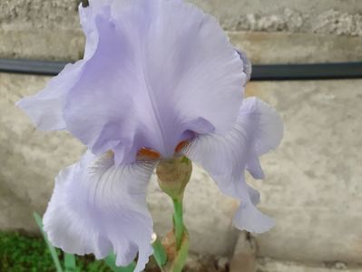 Blue saphire