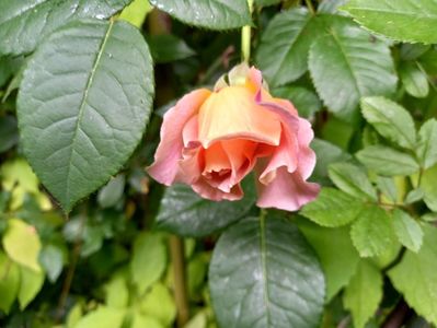 Augusta Luise