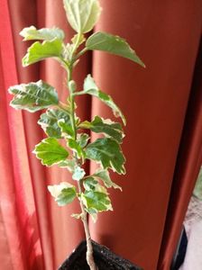 ; Hibi siriacus variegat
