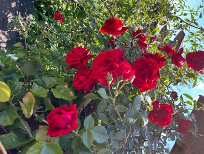 EBBFFE30-F8AC-4E07-9B09-1EEC42BB7964