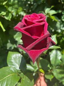 E6F71355-9C7F-425E-85CD-4370A9B9FA34