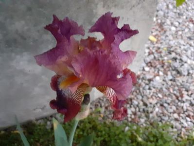 Vandut ca Barocco