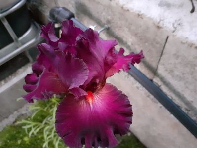 Vizier