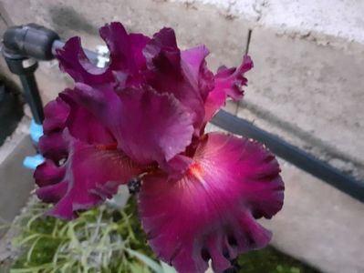 Vizier