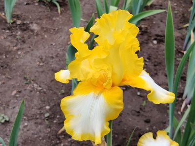 Fringe of gold