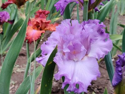 Lingering lilac (2021)