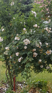rosa canina(maces)