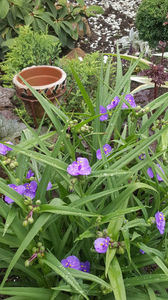 tradescantia virginiana