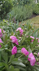 paeonia pink