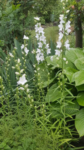 Campanula latiloba Alba