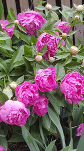 paeonia pink
