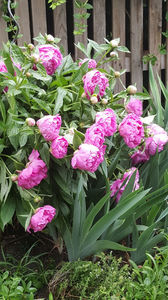 paeonia pink