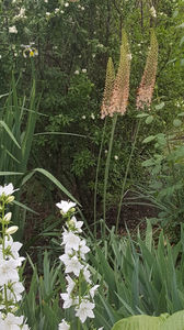 eremurus robustus(crin "coada vulpii")