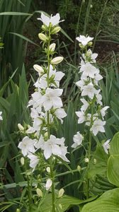 Campanula latiloba Alba