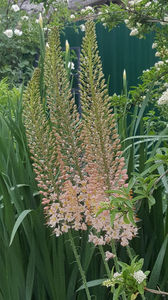 eremurus robustus(crin "coada vulpii")