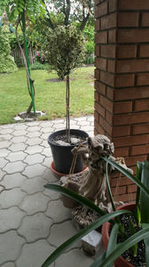 olea europeana(măslin)