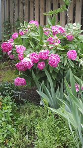 paeonia pink