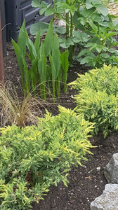 juniperus "old gold"