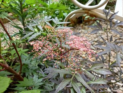 Sambucus Black Lace. Mulțumesc Nina!