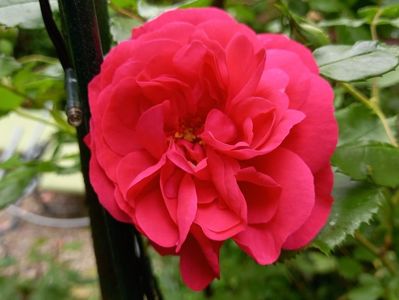 Rosarium Uetersen