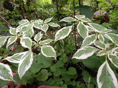 Cornus controversa variegata