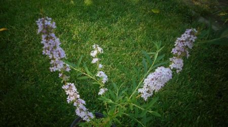 Vitex agnus