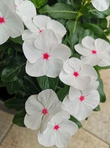 Vinca alba