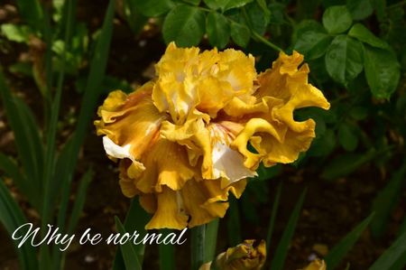 AddText_05-29-12.06.19